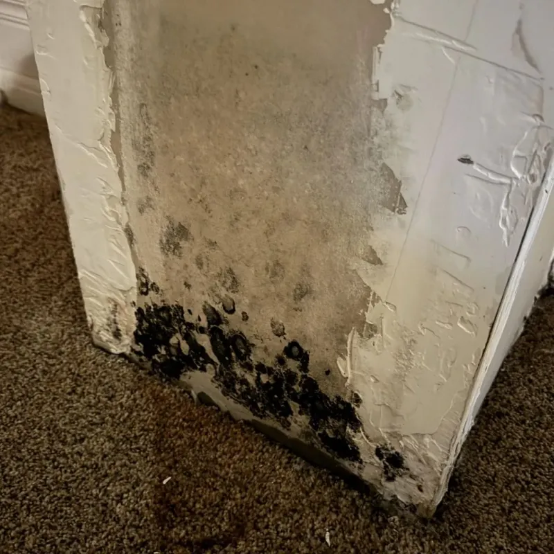 Professional Mold Removal in Midtown, TN